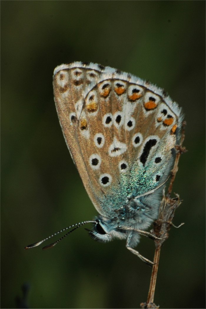 Polyommatus icarus